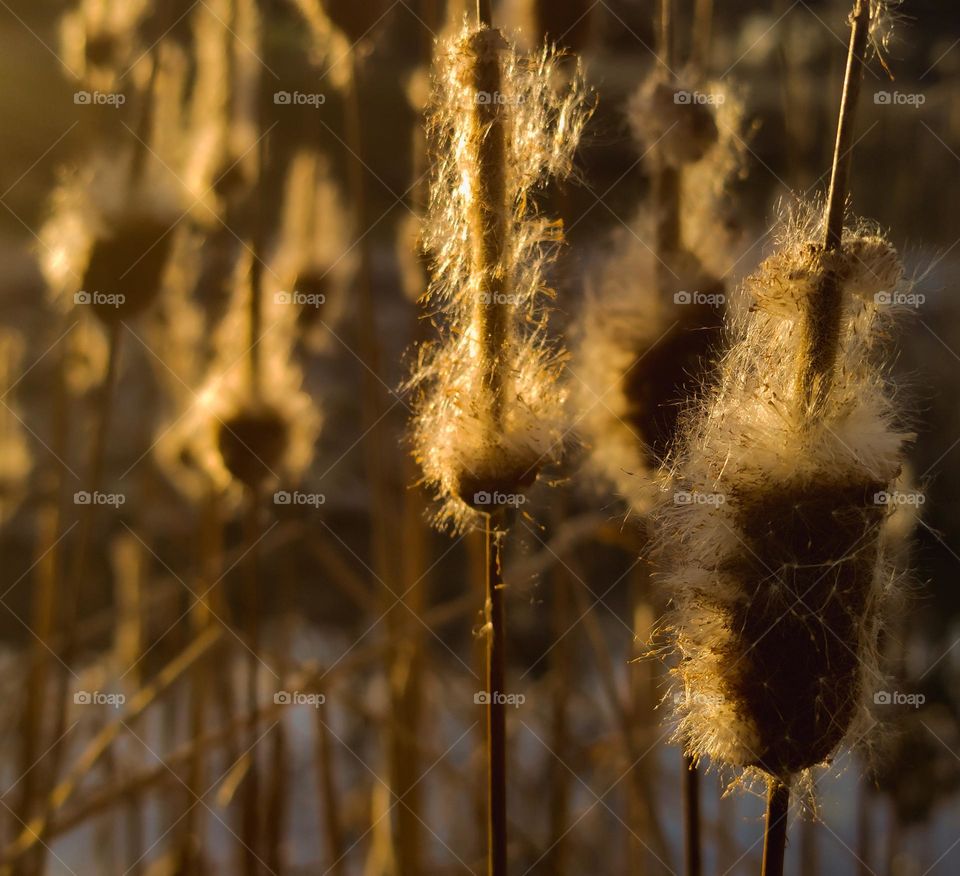 Golden hour around the lake