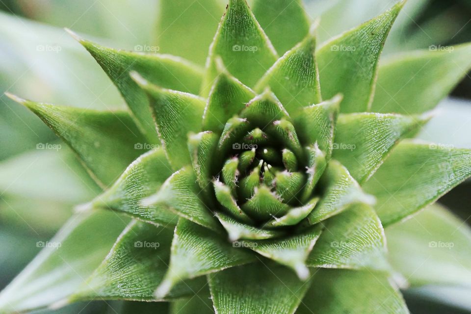 Green prickly Monkey tree branch … Triangle shape 