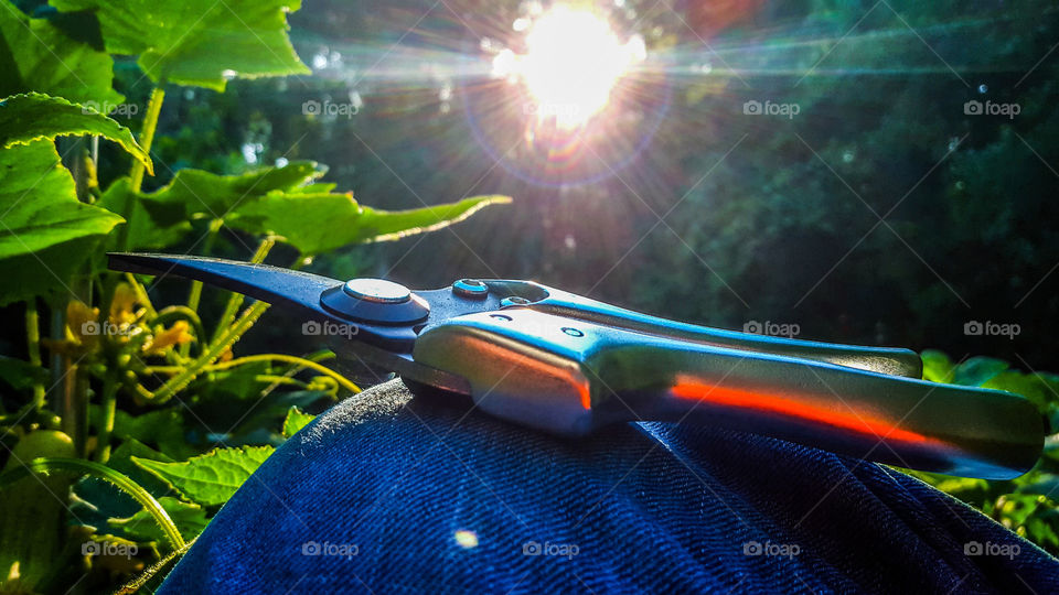 Morning pruning