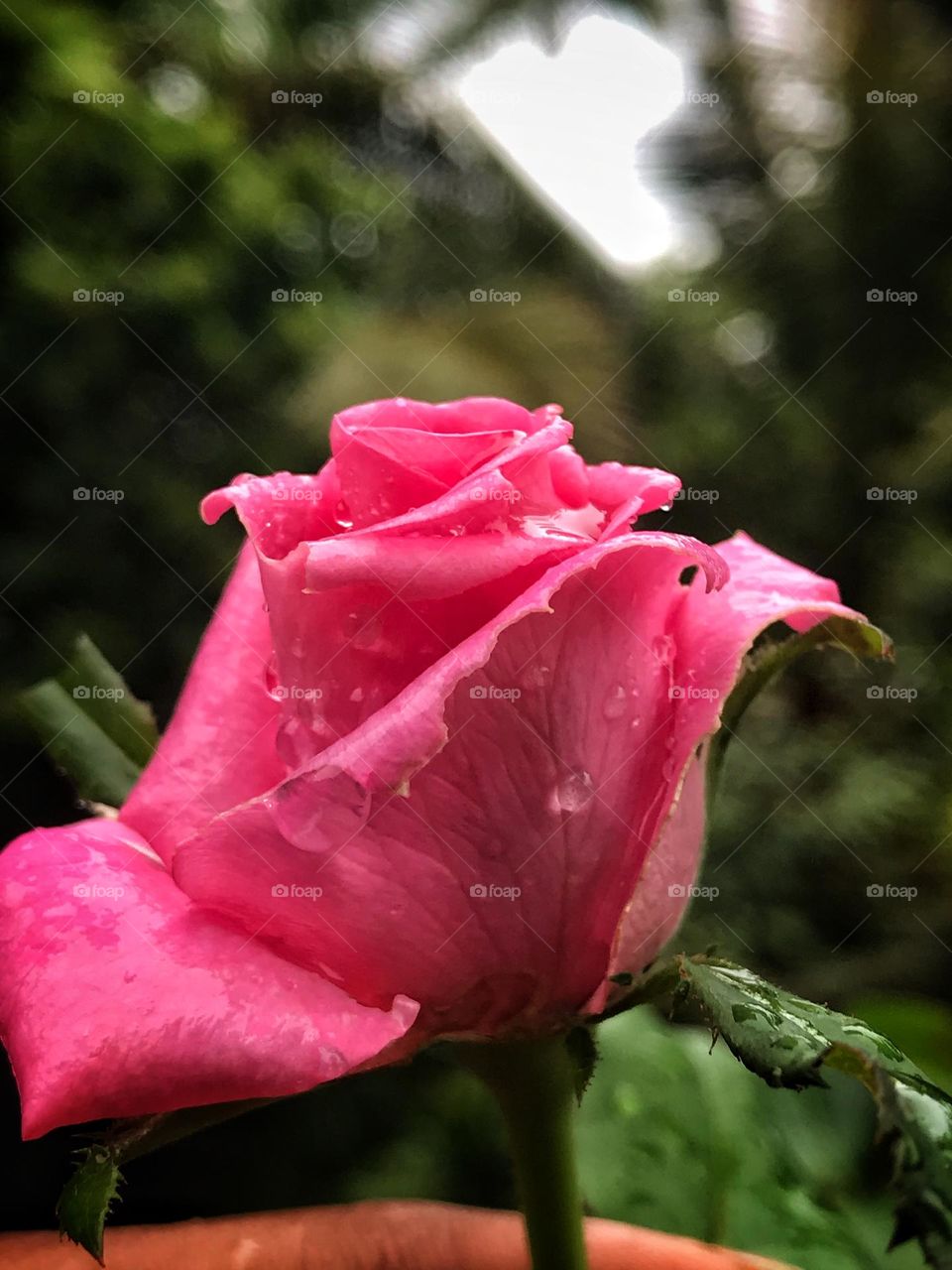 Rose bud