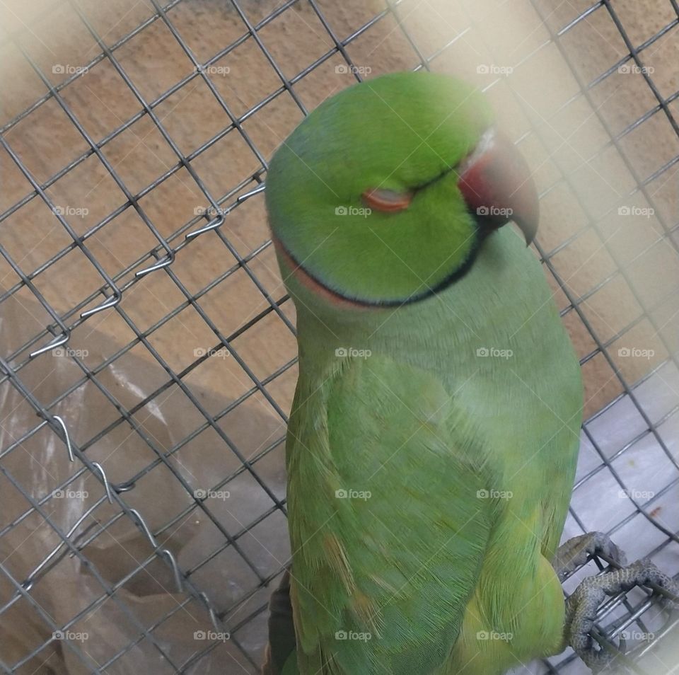 sleepy parrot 🦜😂✨💫