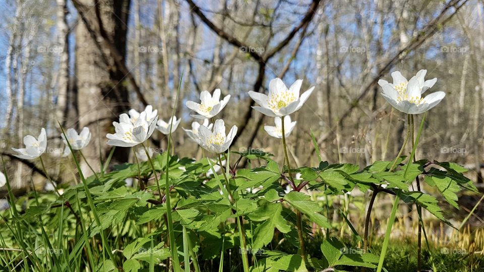Spring flowers growing in the forest in fair weather - blommande  vårblommor vitsippor som växer i skogen 