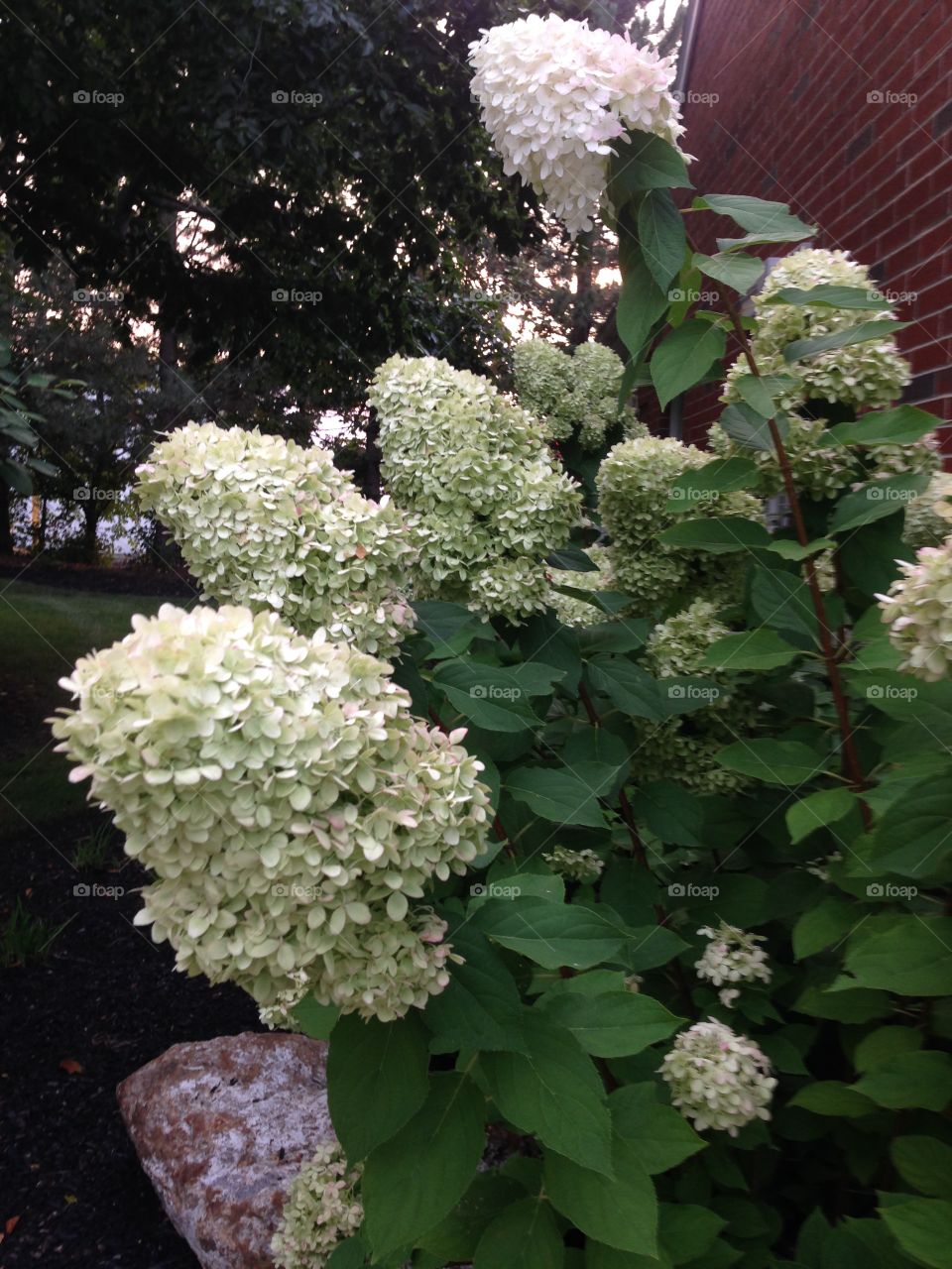 Hydrangea 