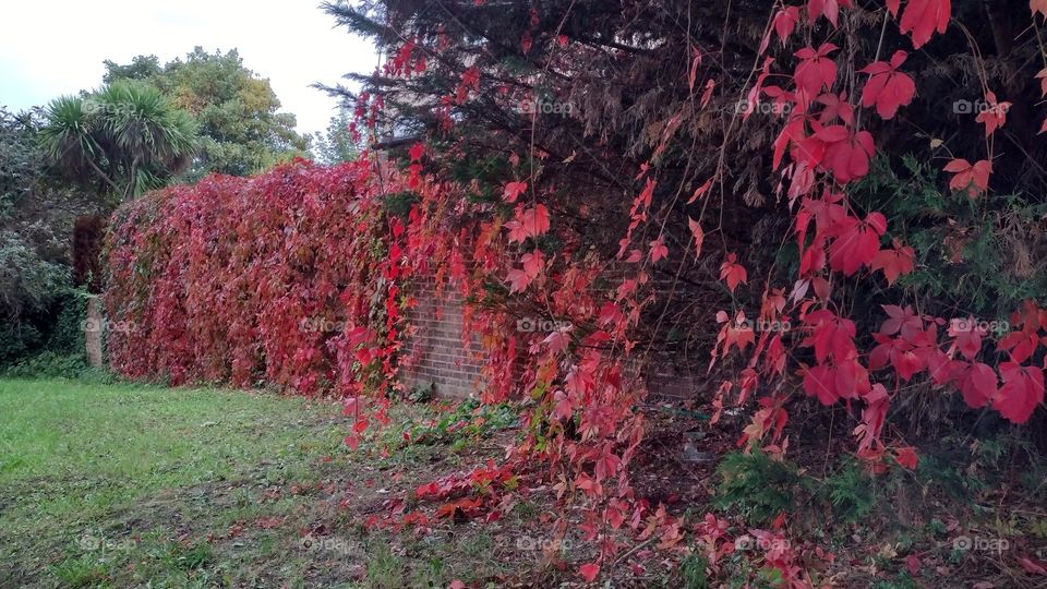 Red leaves of wild grape on the fence, autumn