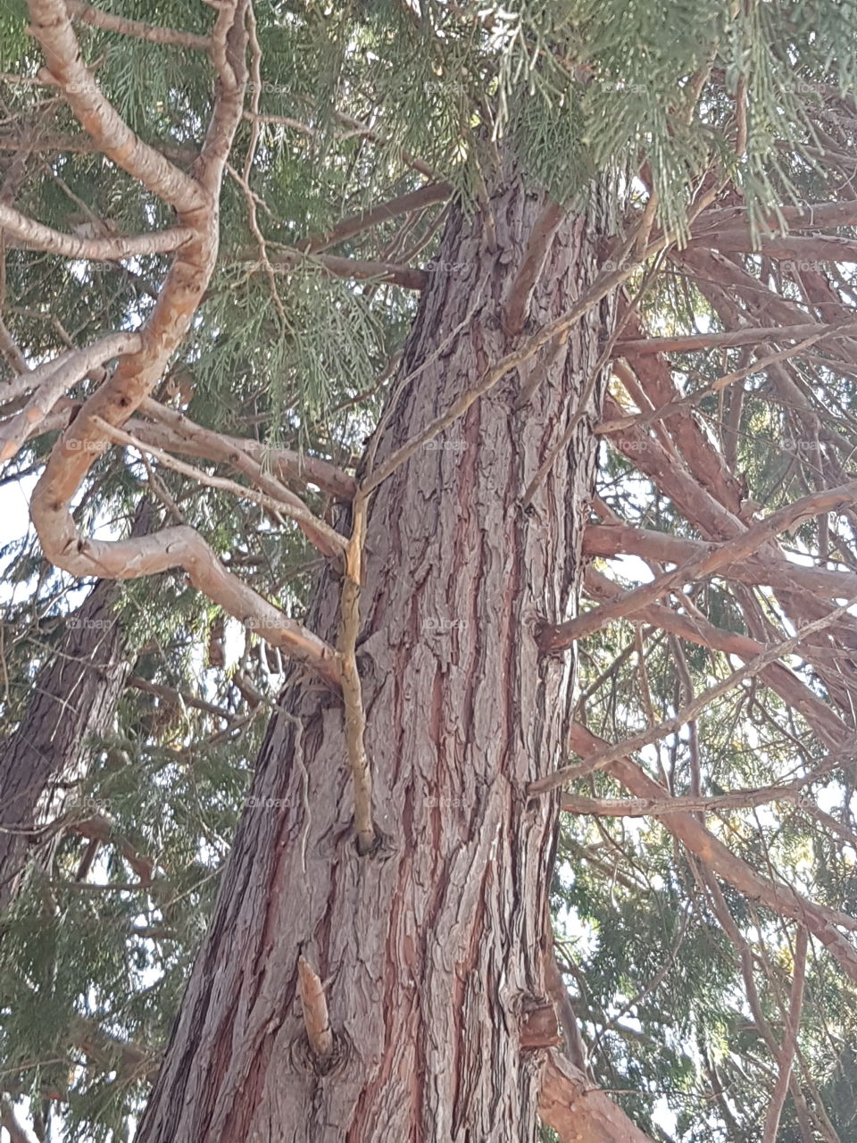 Coniferous Tree Nature