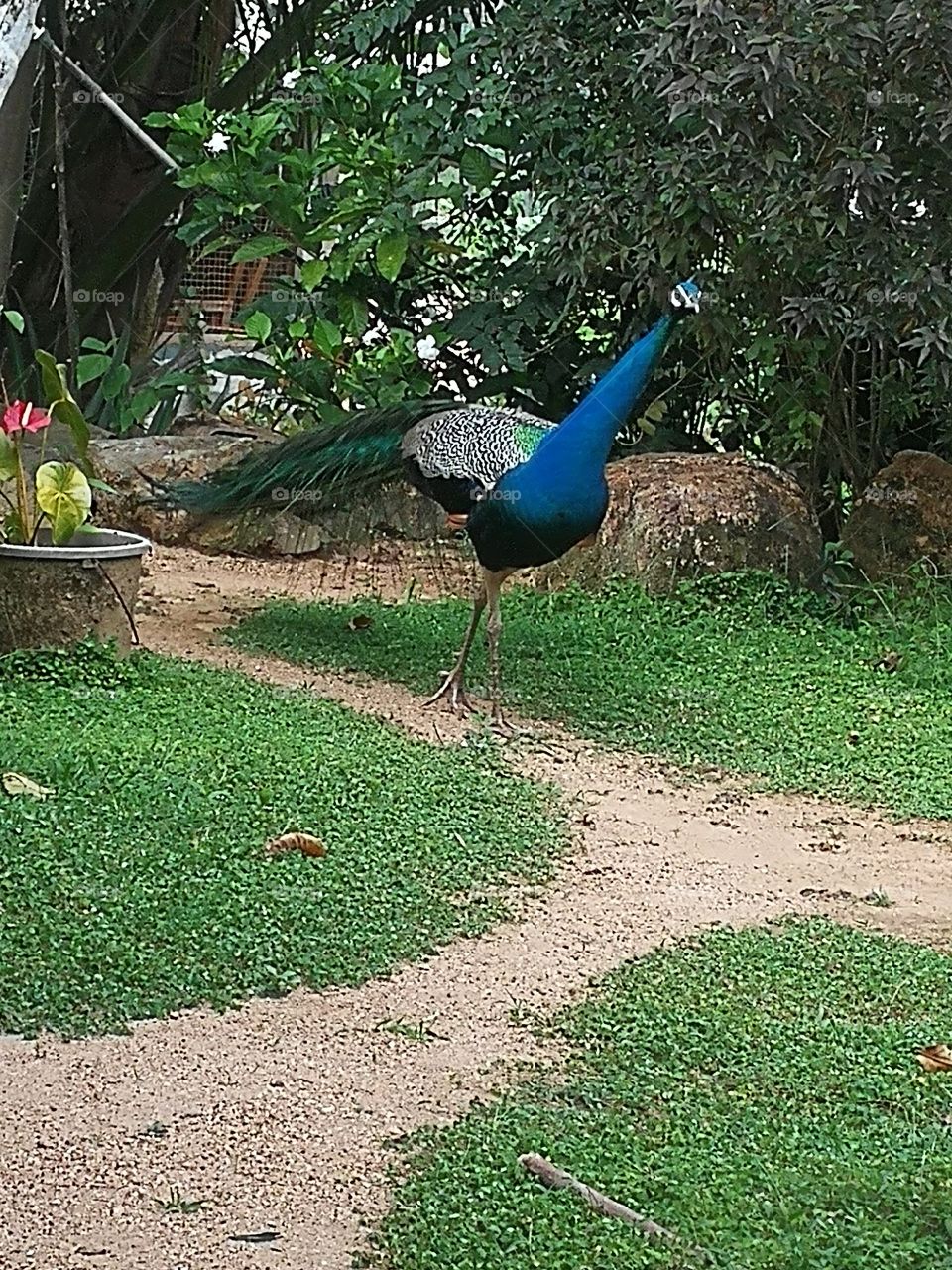 Peacock
