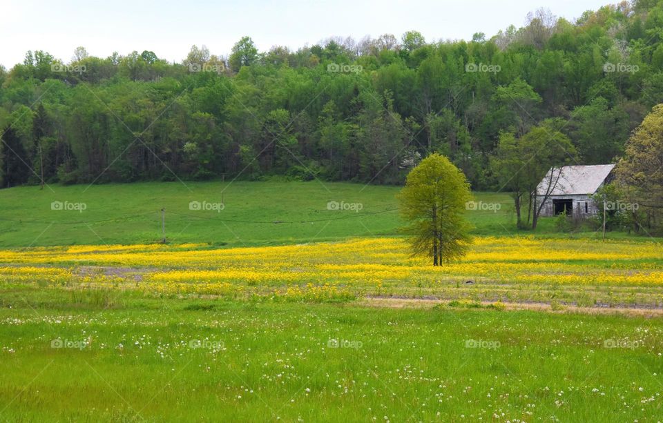 Lone tree in a field of buttercups 