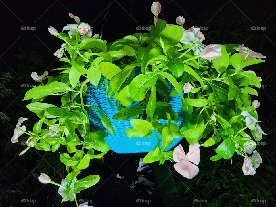 hanging peach vinca basket