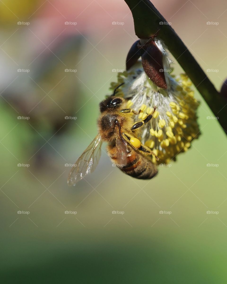 Honey bee searching for nectar