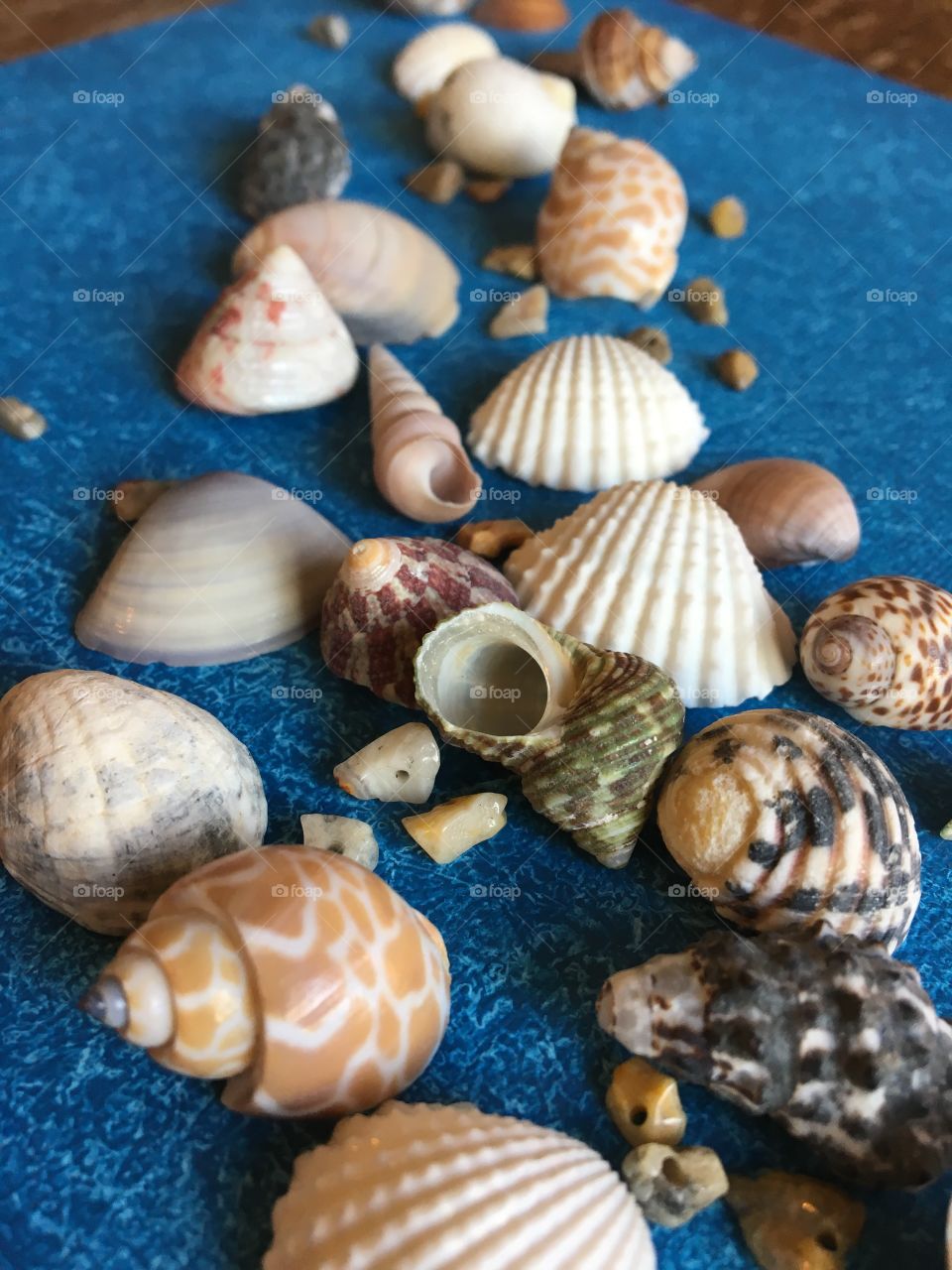 Seashells