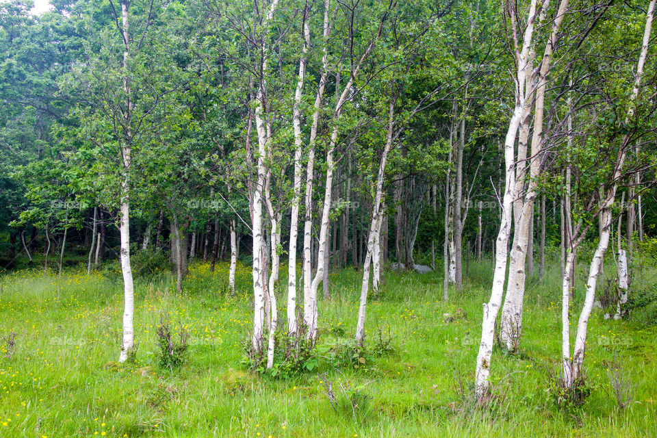 Birch trees. 