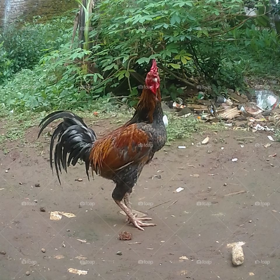 Ayam jago indonesia