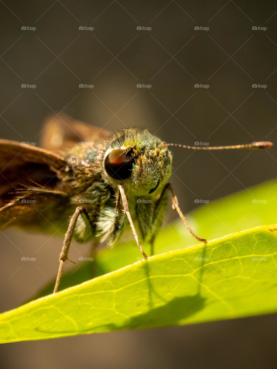 Closeup of Rice Swift