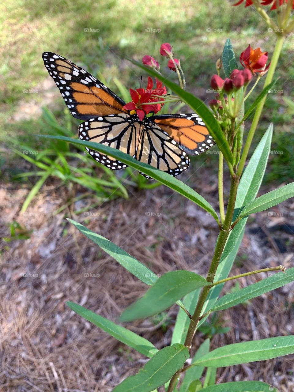 Monarch butterfly on milkweed plant - Spring has Sprung - Spring is all about new beginnings and transformations; it’s the season that symbolizes starting fresh and starting over. A way to express excitement or joy about warmer weather.
