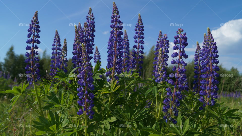 lupines