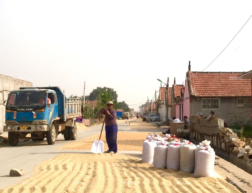 Wheats drying on the street
Life in rural countryside in northern China 