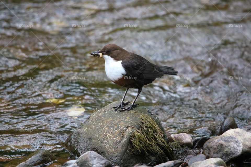 Dipper