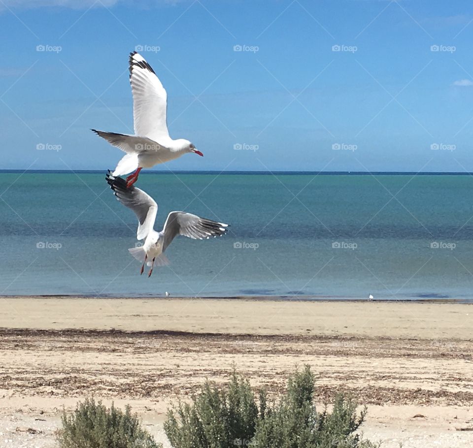 Seagulls in flight on beach, closeup and ocean horizon in background 