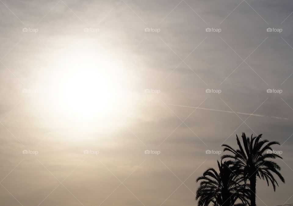 Silhouette of palm trees against sky