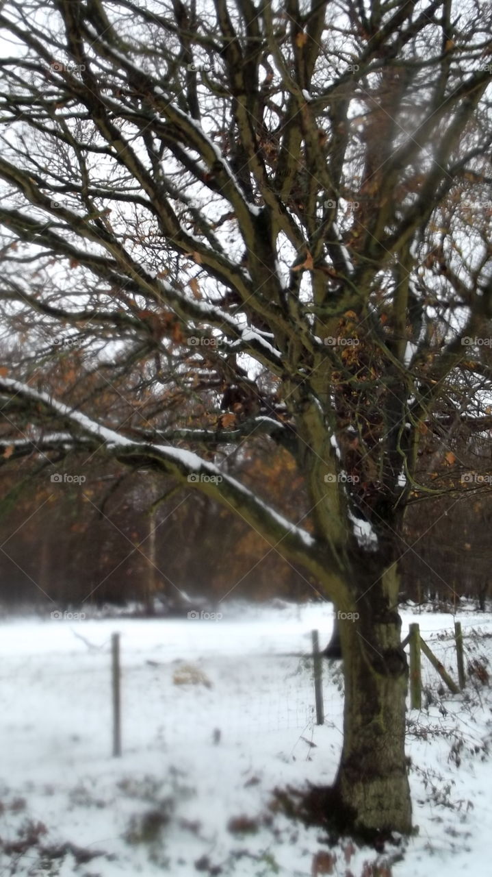 Snow Tree