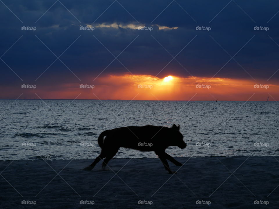 Sonnenuntergang mit Hund