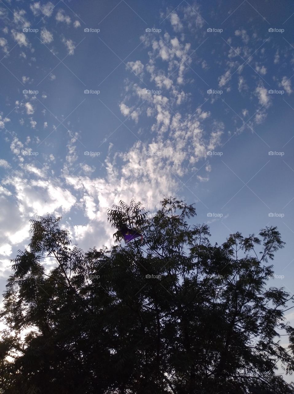 a shiney day white clouds in blue sky whitish cloud scattered dark tree looks very beautiful