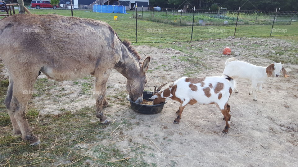 donkey and goat