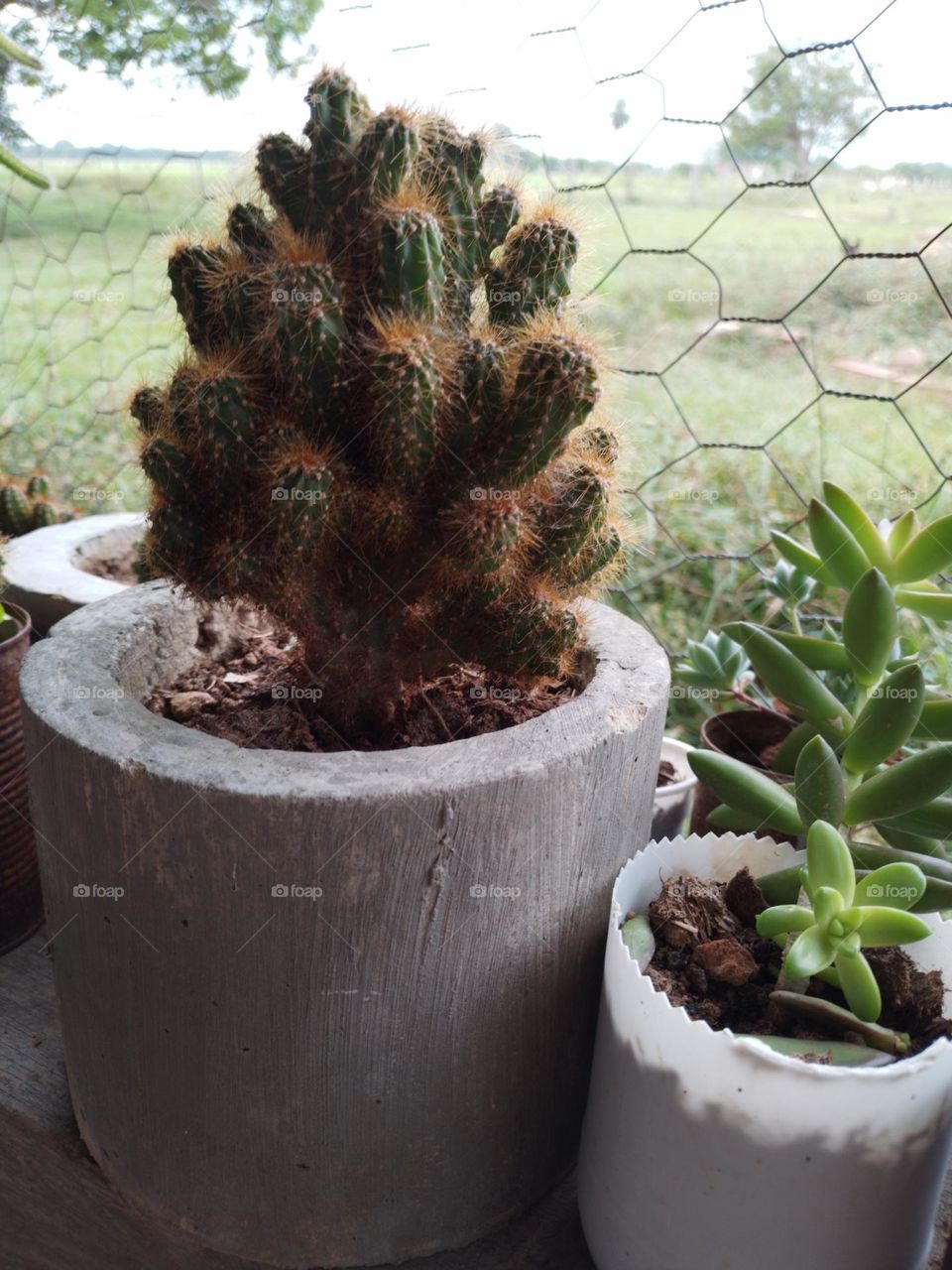 cactus de espinas rojas