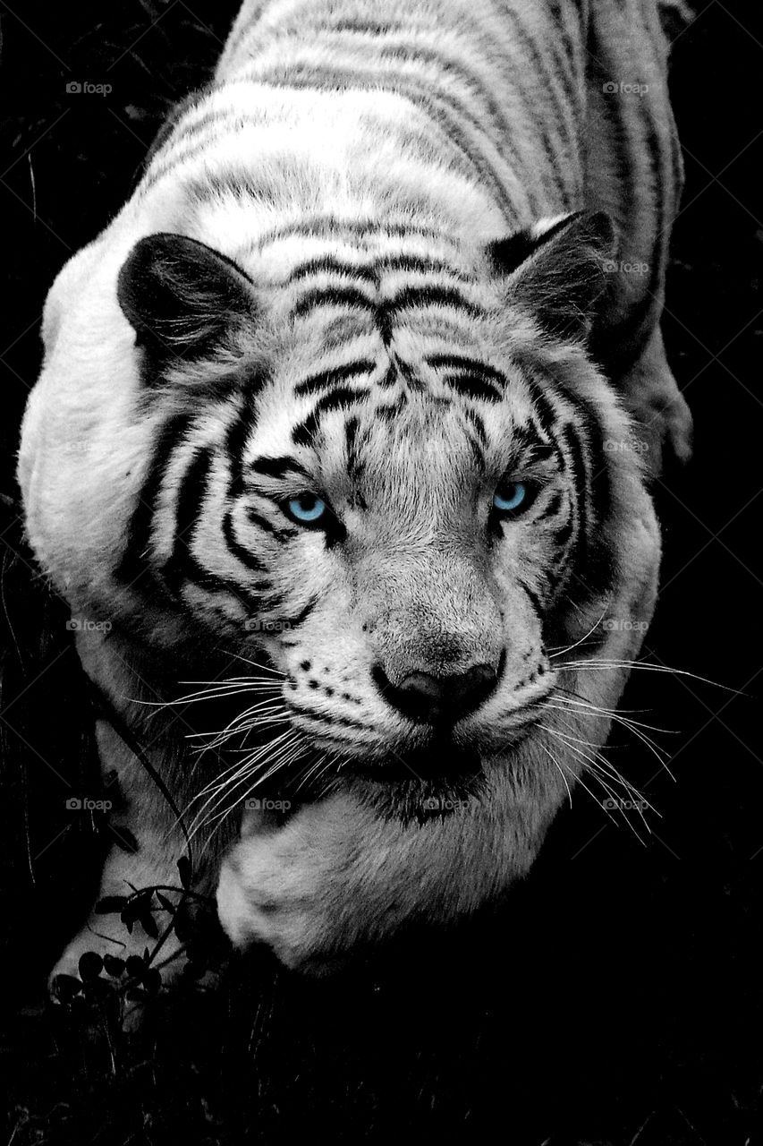 white tiger portrait. A portrait of a white tiger which attacked our zoo tourbus at the wild animal zoo, china.