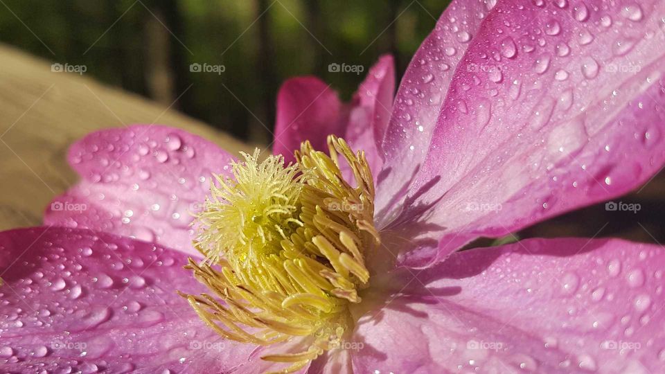 Closeup of a flower