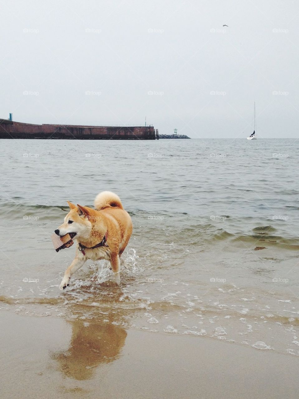 Shiba caught something in the sea
