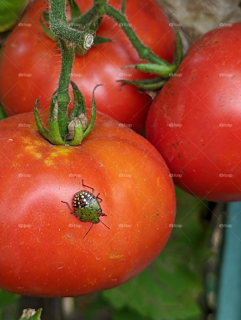 Tomato bug
