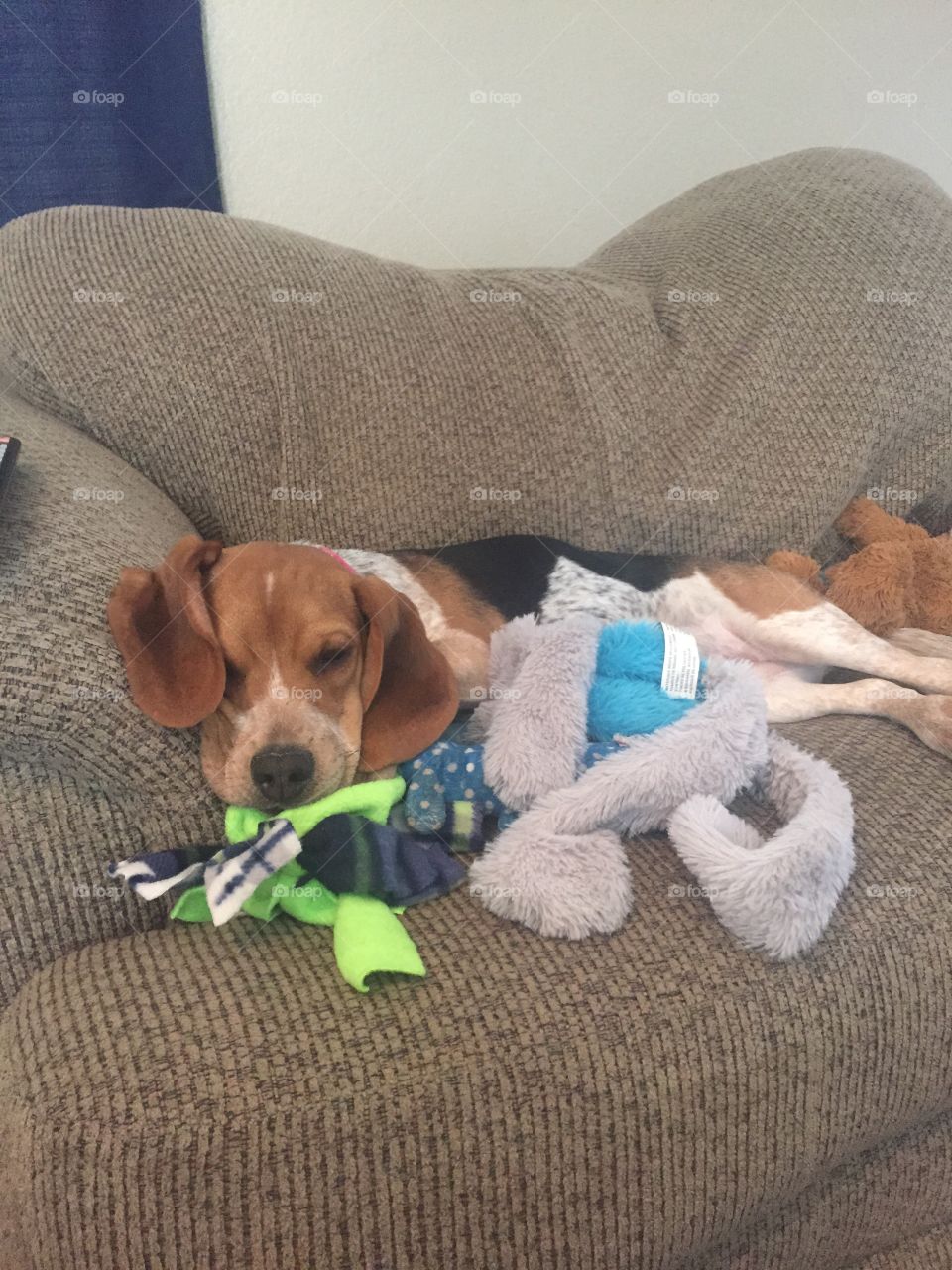 Ginger pup with her toy