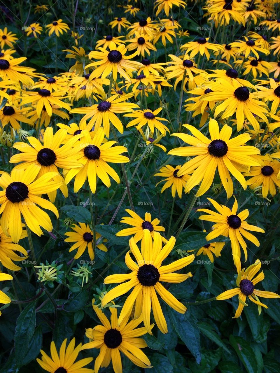 Yellow flowers