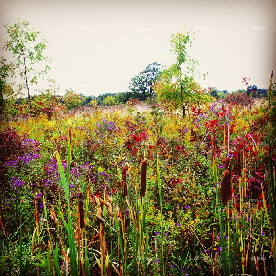 A field of fall colors
