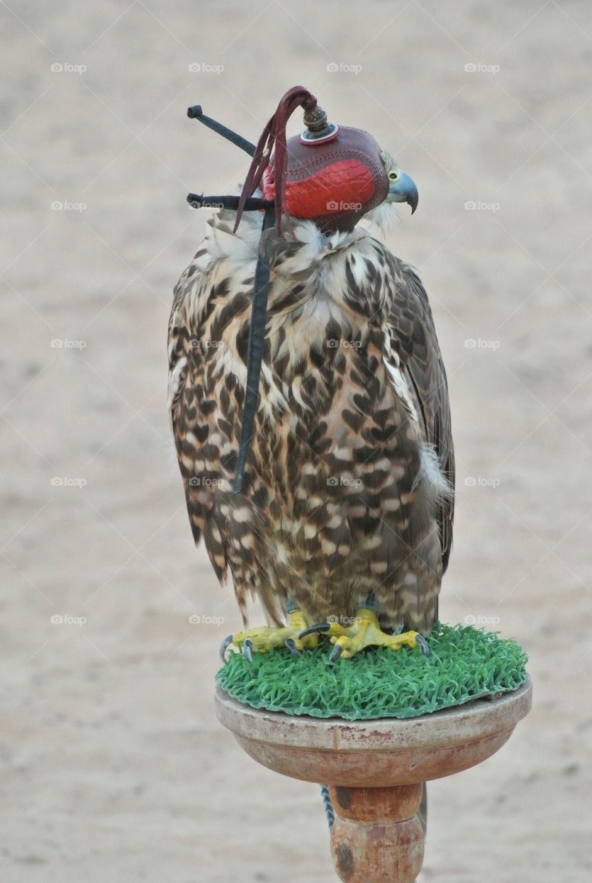 Dubai falcon 