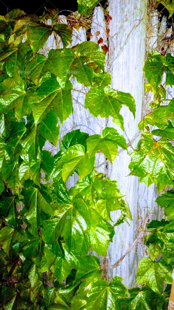 spring. night. fresh