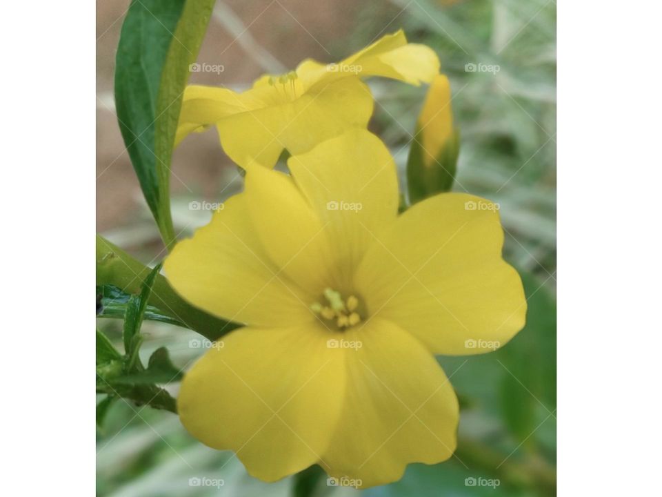 Beautiful, bright yellow flowers