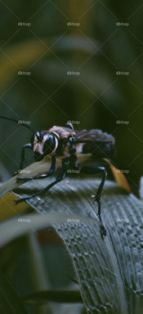 Bee