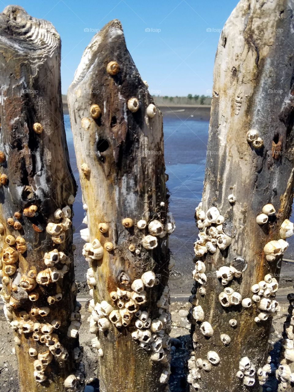 Barnacles