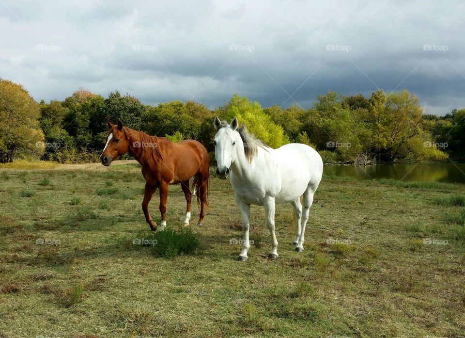 Horses