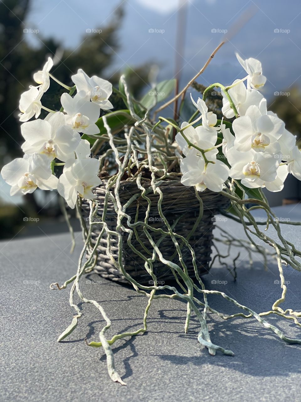 white orchids with long roots