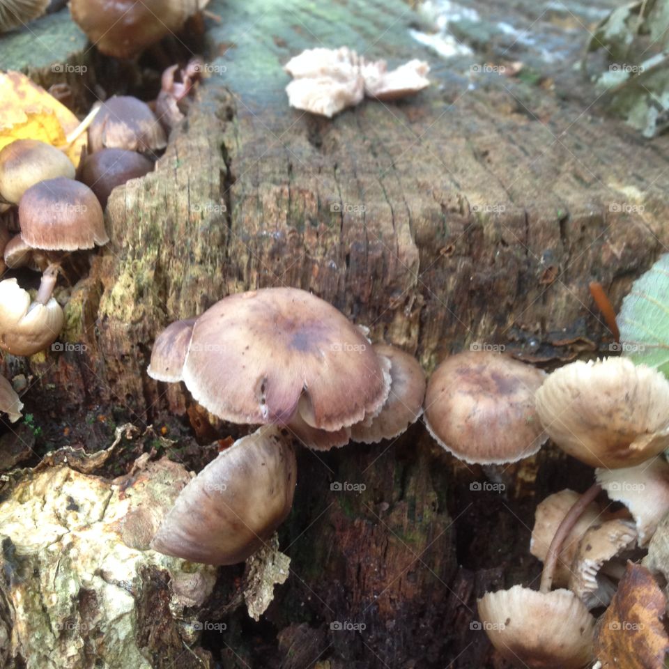 Fungi in the forest