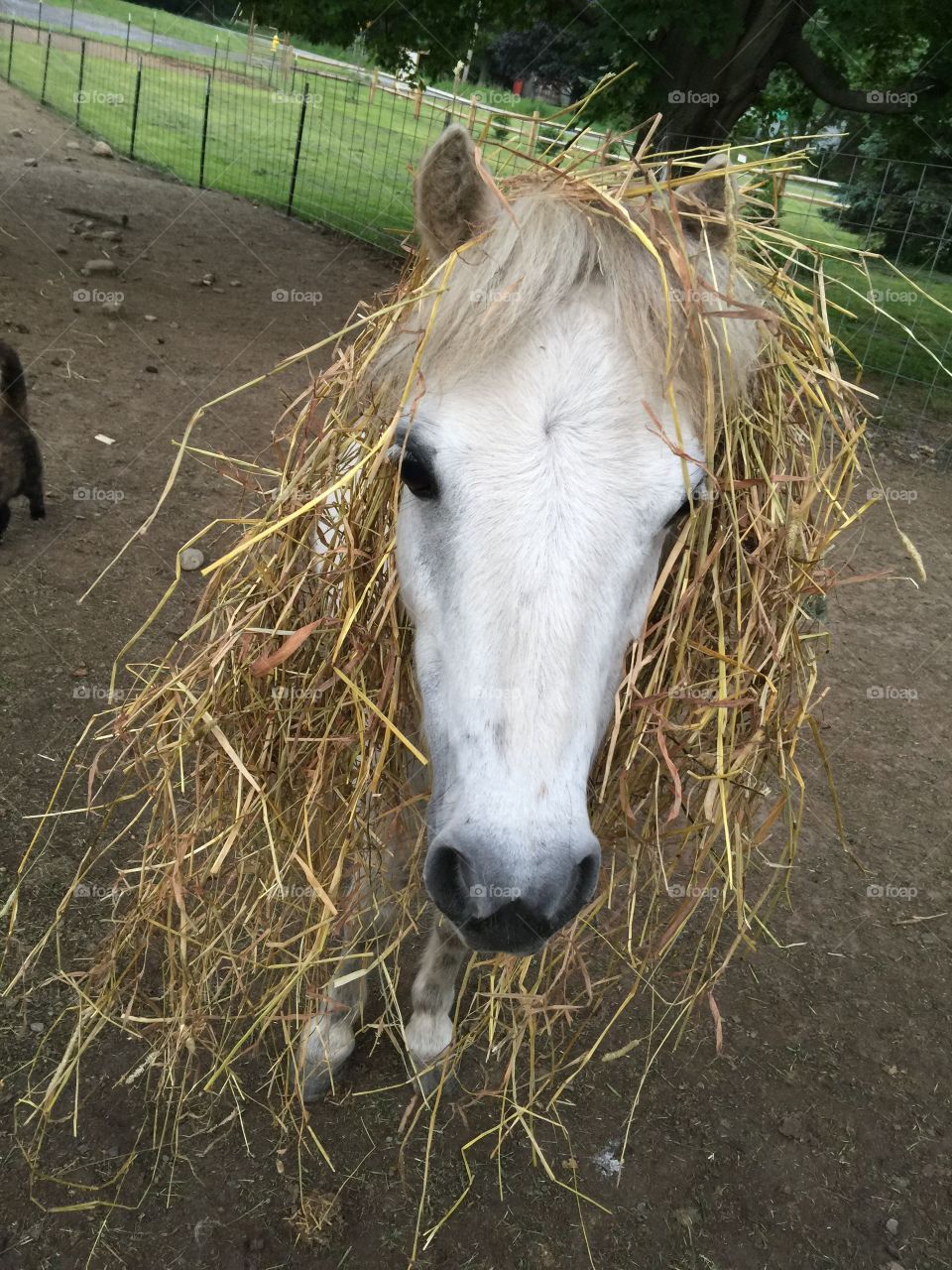 Horse with a bad hair day