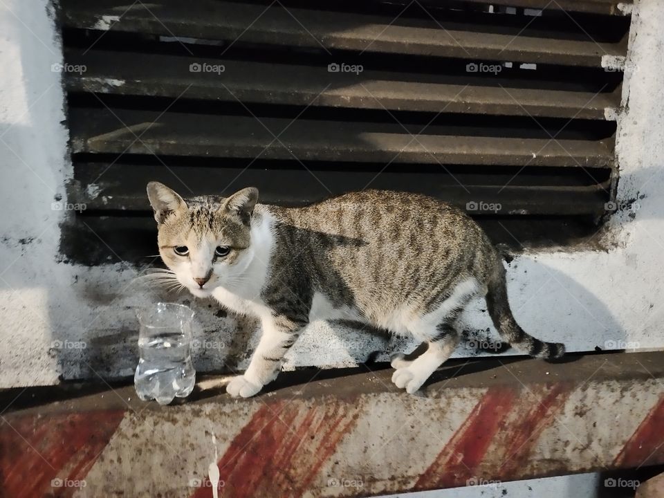 📸📸👁️👁️

Cat Looking.....
World of Fauna
Cute 🐹🐹