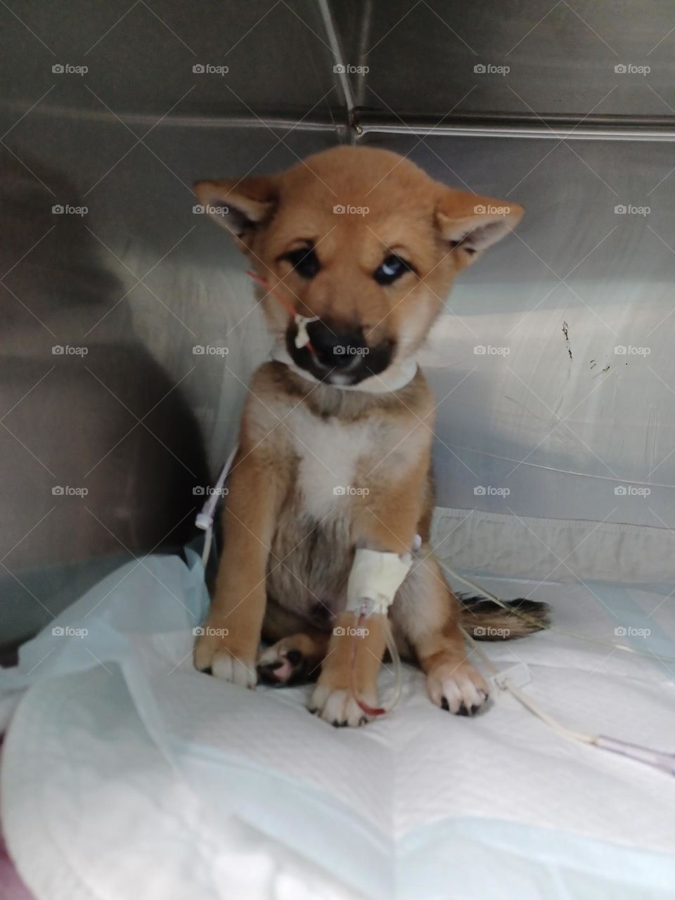 Akita Inu at the vet