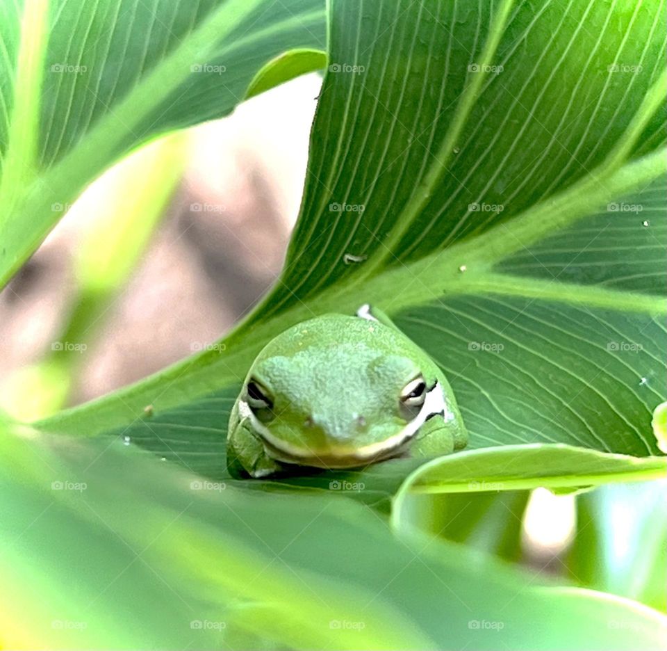 Editors choice. Closeup of a small green tree frog hiding out in one my plants after some rain 💚