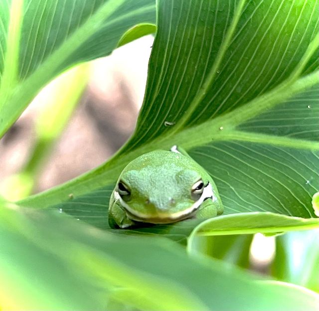 Editors choice. Closeup of a small green tree frog hiding out in one my plants after some rain 💚