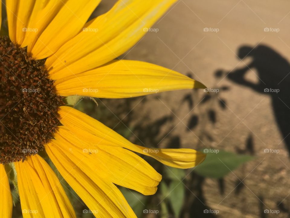 Sunniest flower
