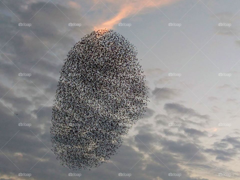 Flock of birds